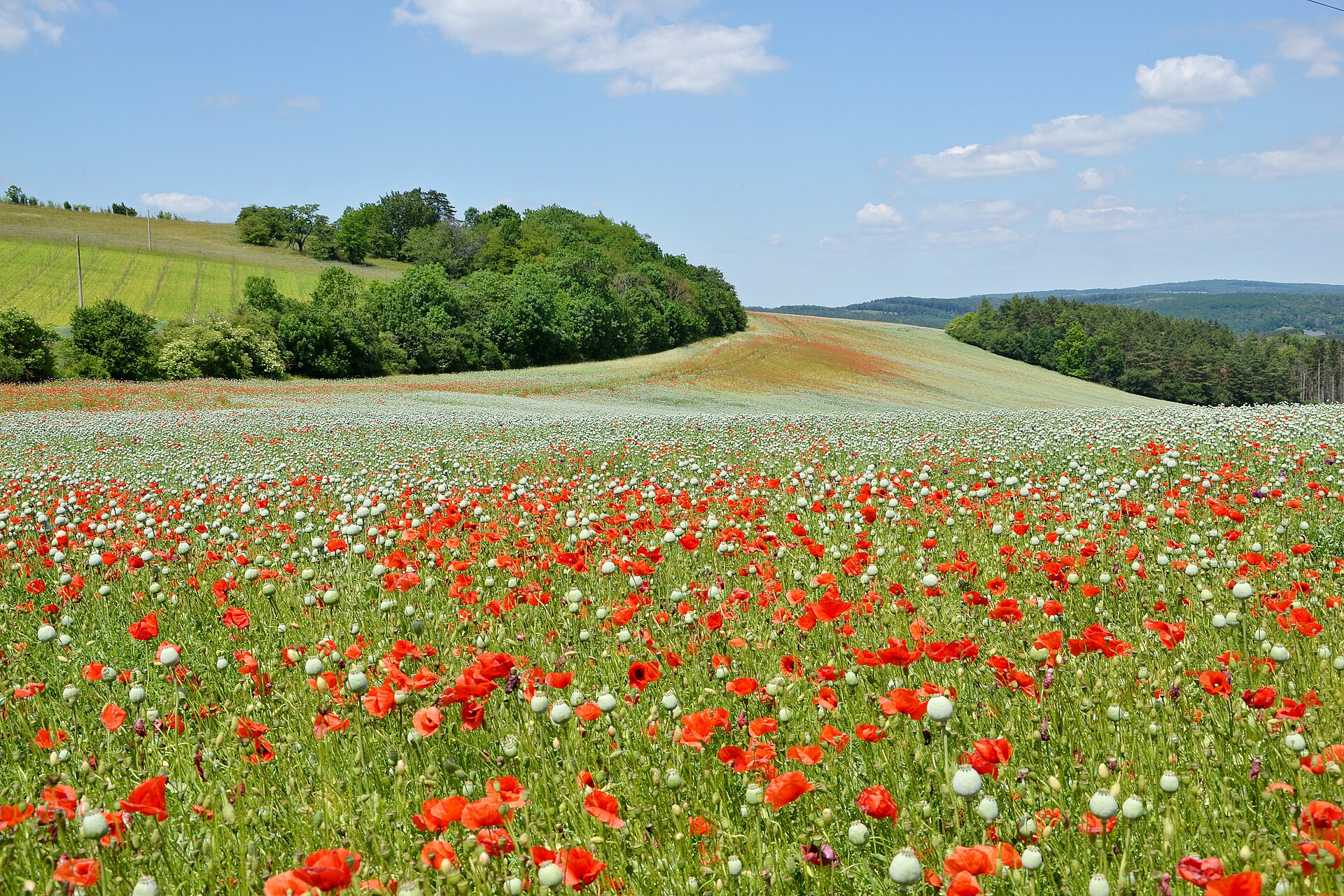 Czech Republic